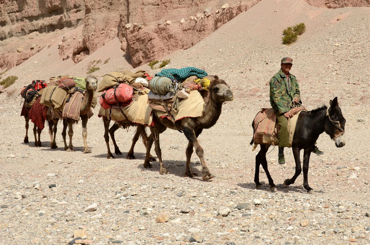 12 Camel Man Rides His Donkey Leading The Four Camels In Wide Shaksgam Valley Between Kerqin And River Junction Camps On Trek To K2 North Face In China